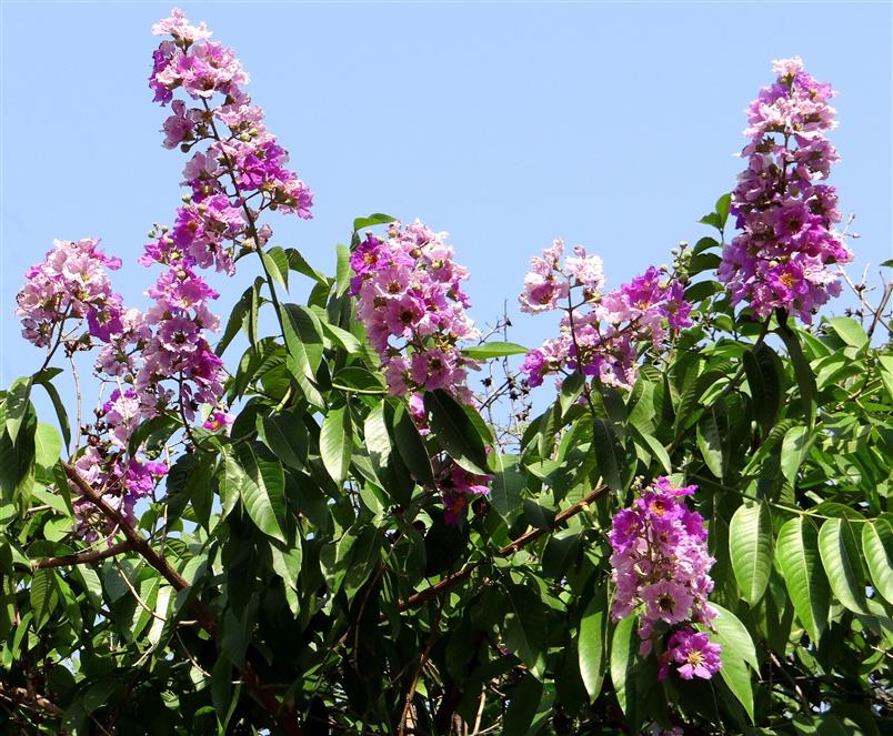 Lagerstroemia speciosa
